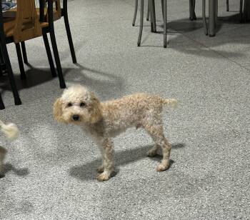 Miniature Poodle Dogs Available for Adoption in Antwerp, Ohio - Bo | PetCurious