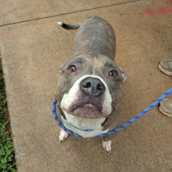 Pit Bull Terrier Dogs Available for Adoption in Lynchburg, Virginia - Sammy | PetCurious