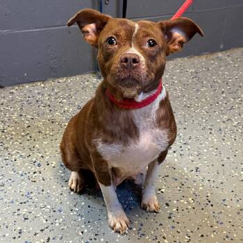 TUSC-Stray-85393_2_3 -  Pit Bull Terrier and Mixed Breed Dog for Adoption in Tuscaloosa, Alabama - TUSC-Stray-85393_2_3 | PetCurious