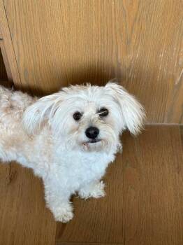 Poodle Dogs Available for Adoption in VERNON ROCKVL, Connecticut - Erin | PetCurious