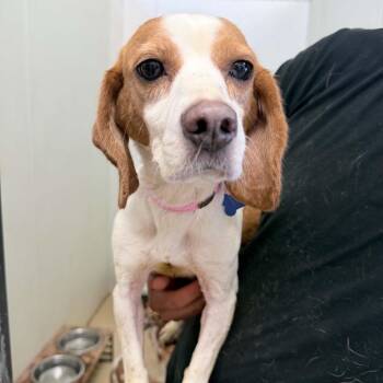 Beagle Dogs Available for Adoption in Chino Hills, California - Rosa Bonheur | PetCurious
