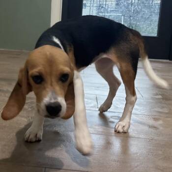 AG6 3243 -  Beagle Dog for Adoption in Loxahatchee Groves, Florida - AG6 3243 | PetCurious