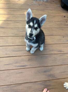 Ella Langley -  Husky Dog for Adoption in Abbotsford, British Columbia - Ella Langley | PetCurious