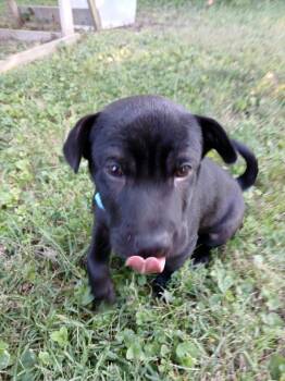 Binnington -  Dachshund Dog for Adoption - Binnington | PetCurious