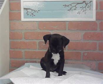 A2096341 -  Border Terrier and Mixed Breed Dog for Adoption in Houston, Texas - A2096341 | PetCurious