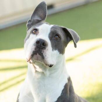 Pit Bull Terrier Dogs Available for Adoption in Camarillo, California - PENNY | PetCurious