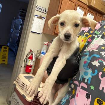 Johnny- 102811U -  Feist and Mixed Breed Dog for Adoption in Tupelo, Mississippi - Johnny- 102811U | PetCurious