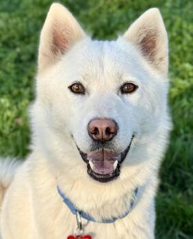 Chow Chow and American Eskimo Dog Dogs Available for Adoption - Willow Woofington  | PetCurious