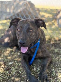 MIKEY -  German Shepherd Dog and Mixed Breed Dog for Adoption in Visalia, California - MIKEY | PetCurious