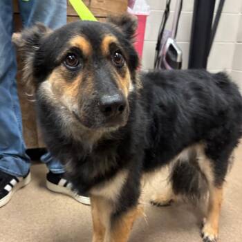 Pope -  German Shepherd Dog and Border Collie Dog for Adoption in Hinesville, Georgia - Pope | PetCurious