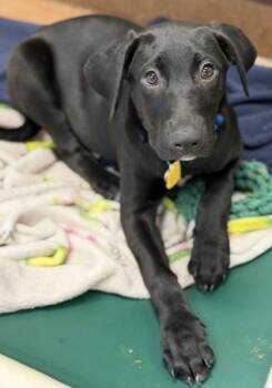 Lane -  Mixed Breed Dog for Adoption in Stanwood, Washington - Lane | PetCurious