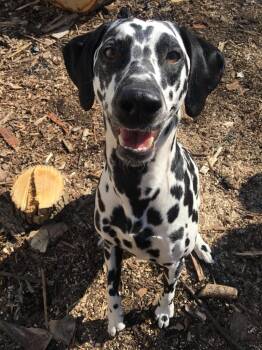 Dalmatian Dogs Available for Adoption - Bella | PetCurious