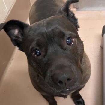 Pit Bull Terrier Dogs Available for Adoption in Reno, Nevada - Shady | PetCurious