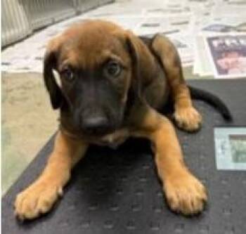 Ultra -  Shepherd and Mixed Breed Dog for Adoption in Kansas City, Missouri - Ultra | PetCurious