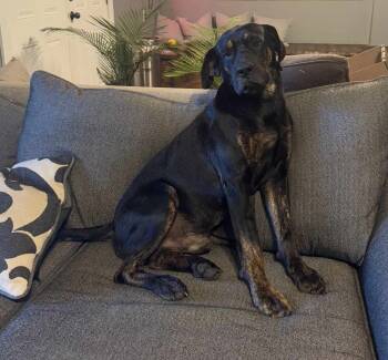 Rescue Plott Hound Dogs for Adoption in Gillsville, Georgia - Franklin | PetCurious