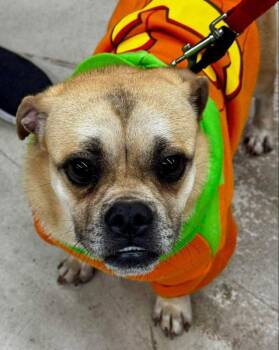 Pugslie *Adopt or Foster* -  Pug Dog for Adoption in Fairfax, Virginia - Pugslie *Adopt Or Foster* | PetCurious