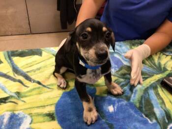 Chihuahua and Mixed Breed Dogs Available for Adoption - GOURD | PetCurious