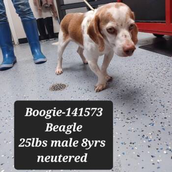 Boogie -  Beagle Dog for Adoption in New Tazewell, Tennessee - Boogie | PetCurious