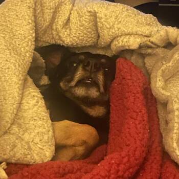 Chop -  Chiweenie Dog for Adoption in Blytheville, Arkansas - Chop | PetCurious