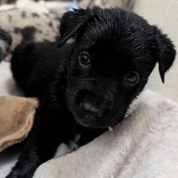 Puppy 10 -  Catahoula Leopard Dog and Shepherd Dog for Adoption in Buchanan Dam, Texas - Puppy 10 | PetCurious