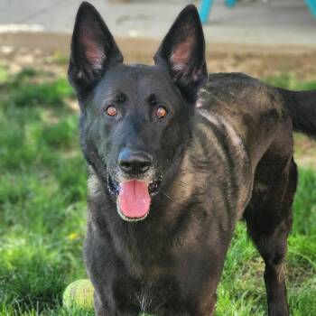 Diesel -  Shepherd and Belgian Shepherd Malinois Dog for Adoption in Stanley, Virginia - Diesel | PetCurious