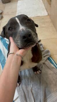 Pit Bull Terrier Dogs Available for Adoption in Santa Monica, California - Carebear | PetCurious