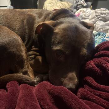 Meya -  Mixed Breed Dog for Adoption in Ashtabula, Ohio - Meya | PetCurious
