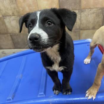 Tallulah -  Cattle Dog and Mixed Breed Dog for Adoption in Las Vegas, Nevada - Tallulah | PetCurious