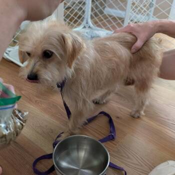 Forklift -  Border Terrier Dog for Adoption in Greensboro, North Carolina - Forklift | PetCurious