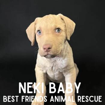 Chesapeake Bay Retriever Dogs Available for Adoption in Wasilla, Alaska - Neki Babe | PetCurious