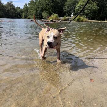 Sandi -  Pit Bull Terrier Dog for Adoption in Groveland, Massachusetts - Sandi | PetCurious