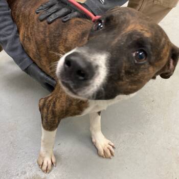 Rescue Pit Bull Terrier Dogs for Adoption in Douglas, Arizona - (CCSO) Hesh | PetCurious
