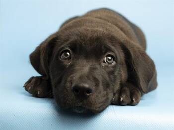 PHOENIX -  Pit Bull Terrier and German Shepherd Dog Dog for Adoption in Phoenix, Arizona - PHOENIX | PetCurious