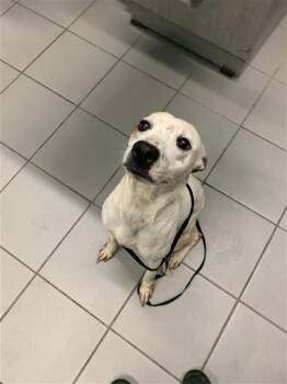 SEALY WEALY -  Pit Bull Terrier and Mixed Breed Dog for Adoption in Corpus Christi, Texas - SEALY WEALY | PetCurious