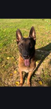 Dex -  Belgian Shepherd Malinois Dog for Adoption in Egg Harbor City, New Jersey - Dex | PetCurious