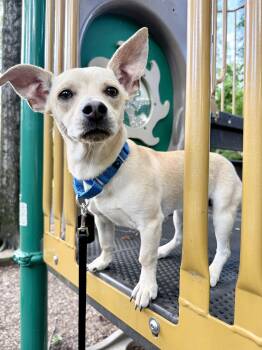 Chihuahua and Dachshund Dogs Available for Adoption in Fairfax, Virginia - Hawk | PetCurious