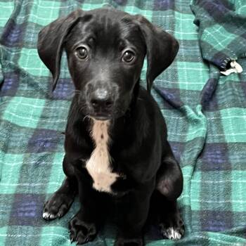 Joshua 54568 -  Labrador Retriever and Doberman Pinscher Dog for Adoption in Las Vegas, Nevada - Joshua 54568 | PetCurious