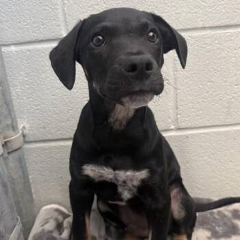 Hound Dogs Available for Adoption in Briarcliff Manor, New York - Shadow **available At Offsite Adoption Event On Sunday, 6/7* Ple | PetCurious