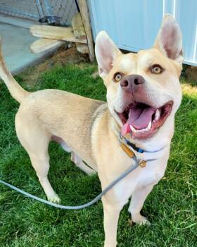 Rescue Pit Bull Terrier Dogs for Adoption in Pocatello, Idaho - Chevy | PetCurious