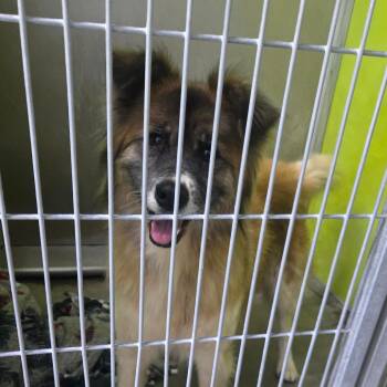 Bea2223/ Lola -  Australian Shepherd Dog for Adoption in San Jacinto, California - Bea2223/ Lola | PetCurious