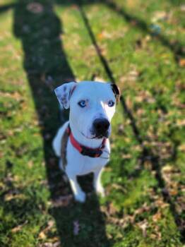 Rescue Terrier Dogs for Adoption in Chambersburg, Pennsylvania - Craig | PetCurious