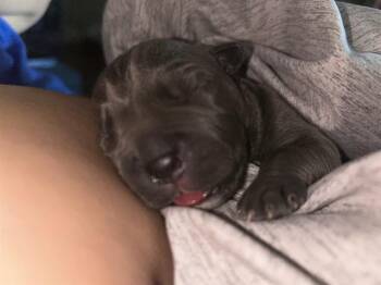 BAKED POTATO -  Pit Bull Terrier Dog for Adoption in Riverside, California - BAKED POTATO | PetCurious