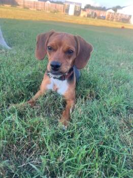 Louis -  Beagle Dog for Adoption in Sanford, North Carolina - Louis | PetCurious