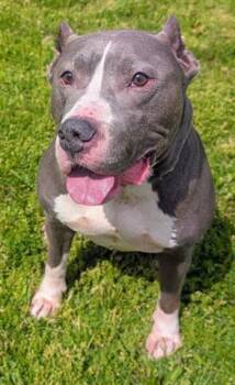 American Staffordshire Terrier and Mixed Breed Dogs Available for Adoption in Akron, Ohio - SPUDZ | PetCurious