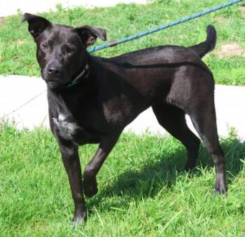 Rescue Cattle Dog and Mastiff Dogs for Adoption in Thief River Falls, Minnesota - Sheila | PetCurious