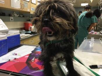 BELLAMY -  Yorkshire Terrier Dog for Adoption in Riverside, California - BELLAMY | PetCurious