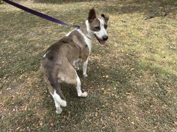 Robyn -  Australian Cattle Dog Blue Heeler and Catahoula Leopard Dog Dog for Adoption in Tom Bean, Texas - Robyn | PetCurious