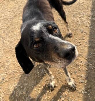 Gavin -  Hound and Mixed Breed Dog for Adoption in Yankton, South Dakota - Gavin | PetCurious