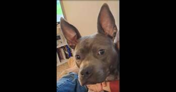 Celeste (CeCe) -  Terrier Dog for Adoption in Mishawaka, Indiana - Celeste (CeCe) | PetCurious