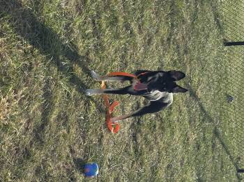 Rescue Shiba Inu Dogs for Adoption in Mount Pleasant, Iowa - Bubbles | PetCurious